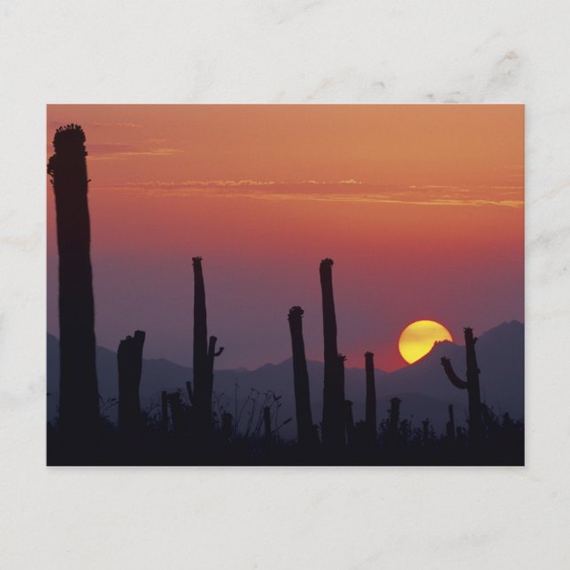 Saguaro-kaktus Carnegiea gigantea), solnedgång, Vykort (Framsida)