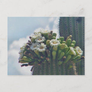 Saguaro-kaktus i blom postkort vykort
