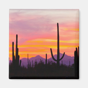 Saguaro-kaktus skog vid solnedgång magnet