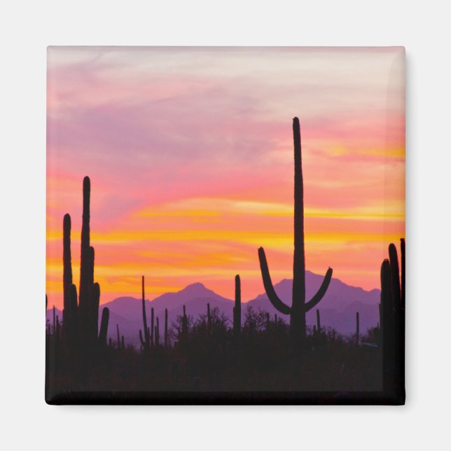 Saguaro-kaktus skog vid solnedgång magnet (Framsidan)