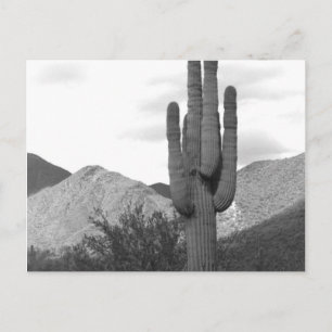 Saguaro Kaktus Sonoran Desert B&W Foto Postkort Vykort