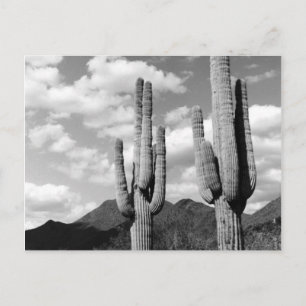 Saguaro-kaktus Sonoran-öknen B&W-fotobrevskort Vykort