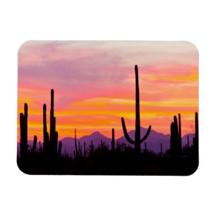 Saguaro-kaktusar skog vid solnedgång magnet