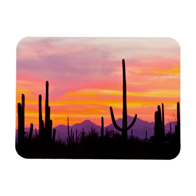 Saguaro-kaktusar skog vid solnedgång magnet (Horisontell)