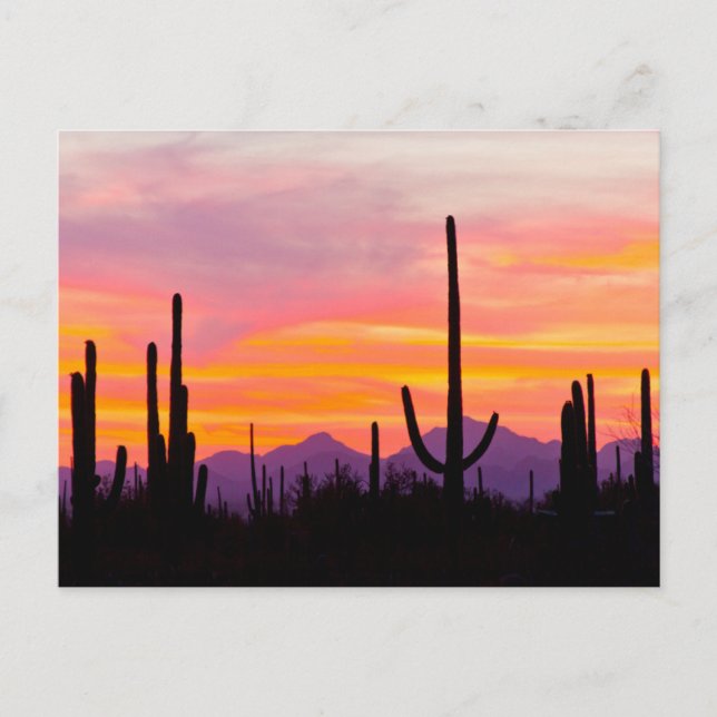 Saguaro-kaktusar skog vid solnedgång vykort (Framsida)