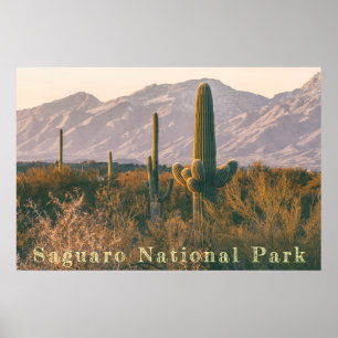 Saguaro liggande poster