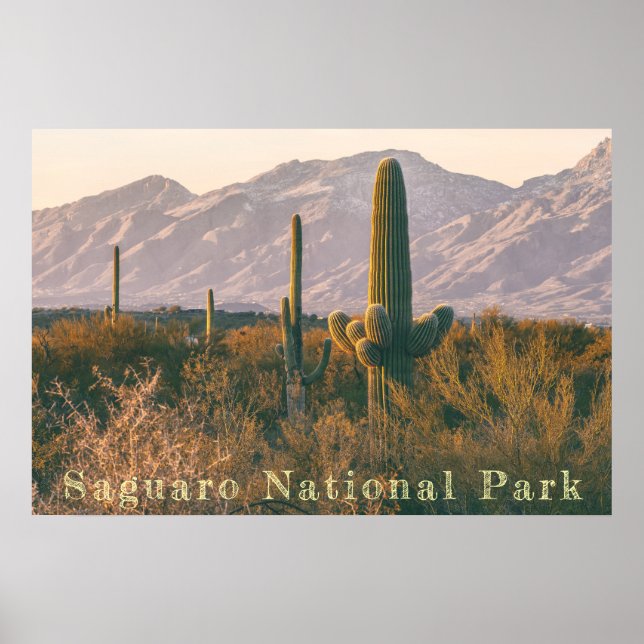Saguaro liggande poster (Framsidan)