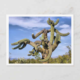 Saguaro Monster Vykort