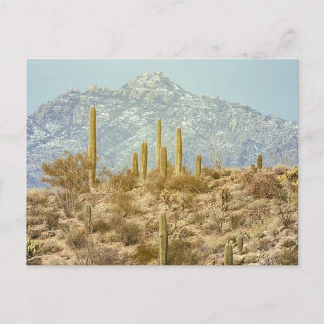 Saguaro nationalpark med berg vykort (Framsida)