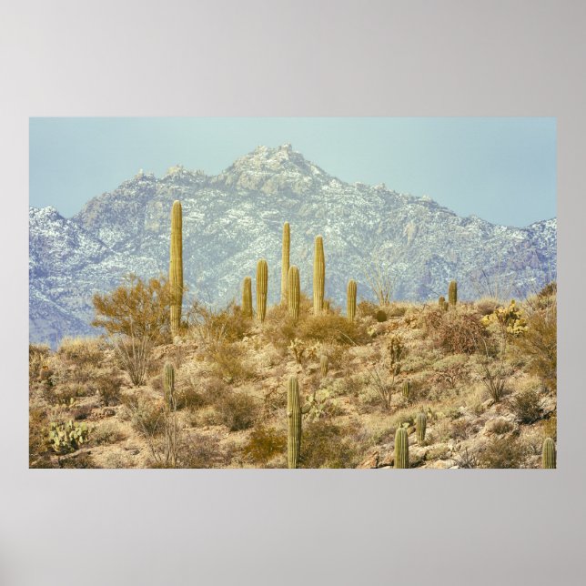 Saguaro nationalpark poster (Framsidan)
