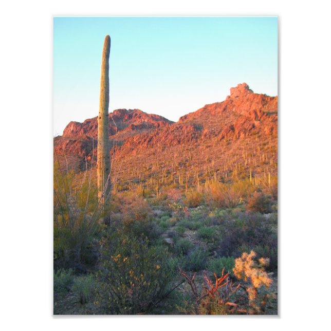 Saguaro nationalpark sunset fototryck (Framsidan)