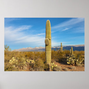 Saguaro Poster