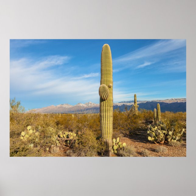Saguaro Poster (Framsidan)
