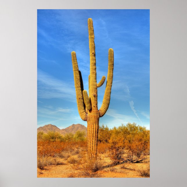 Saguaro Poster (Framsidan)