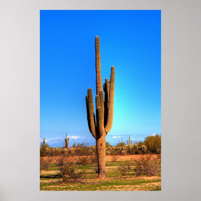 Saguaro Poster (Framsidan)