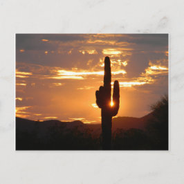 Saguaro Rays Vykort