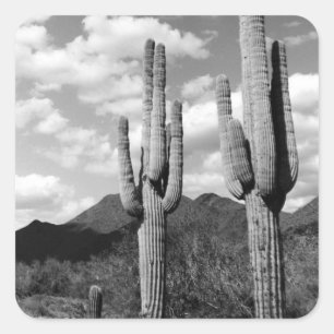 Saguaro Sentinels Desert Anpassningsbar Sticker De Fyrkantigt Klistermärke
