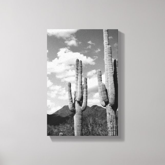 Saguaro Sentinels Photo Canvas (AZ Sonoran Desert) (Framsida)