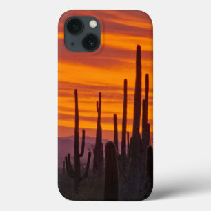 Saguaro, solnedgång, Saguaro National Park