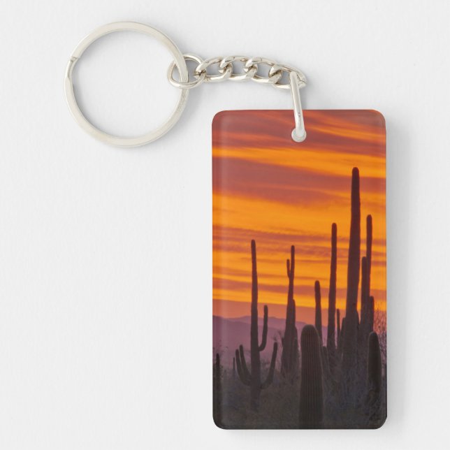 Saguaro, solnedgång, Saguaro National Park (Framsidan)