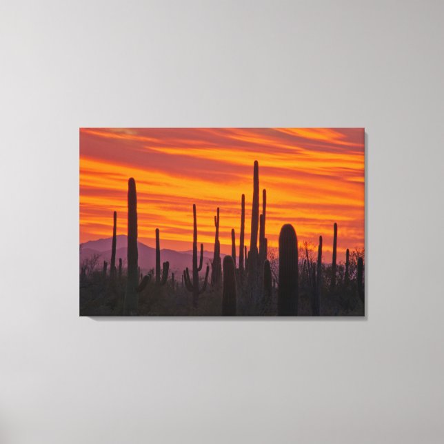 Saguaro, solnedgång, Saguaro National Park Canvastryck (Framsida)