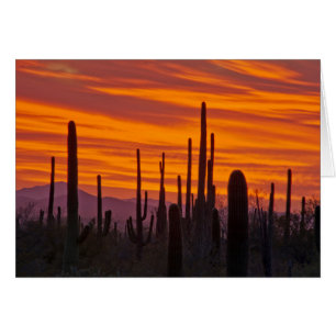 Saguaro, solnedgång, Saguaro National Park Hälsningskort