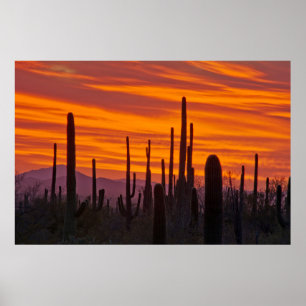 Saguaro, solnedgång, Saguaro National Park Poster