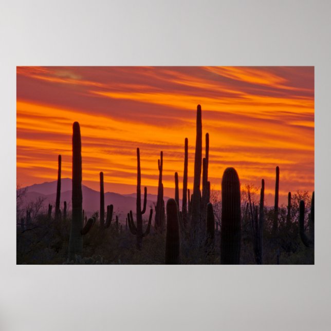 Saguaro, solnedgång, Saguaro National Park Poster (Framsidan)