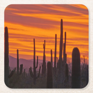 Saguaro, solnedgång, Saguaro National Park Underlägg Papper Kvadrat