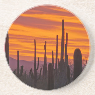 Saguaro, solnedgång, Saguaro National Park Underlägg Sandsten