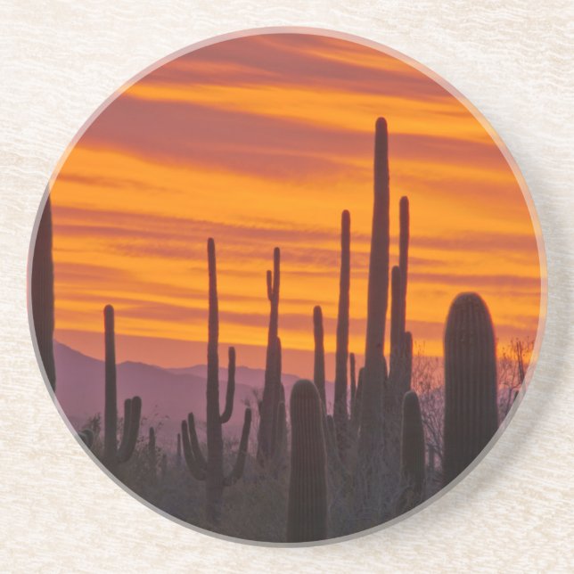 Saguaro, solnedgång, Saguaro National Park Underlägg Sandsten (Framsidan)