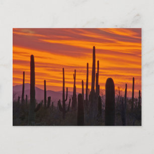 Saguaro, solnedgång, Saguaro National Park Vykort