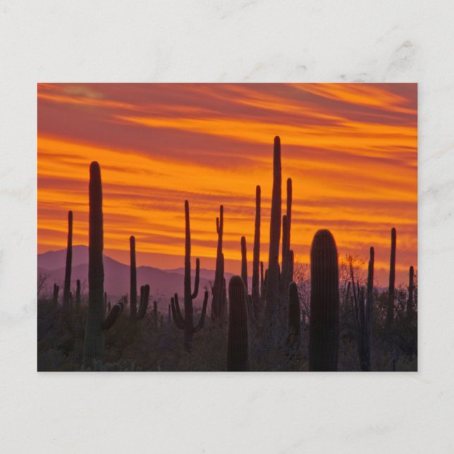 Saguaro, solnedgång, Saguaro National Park Vykort (Framsida)