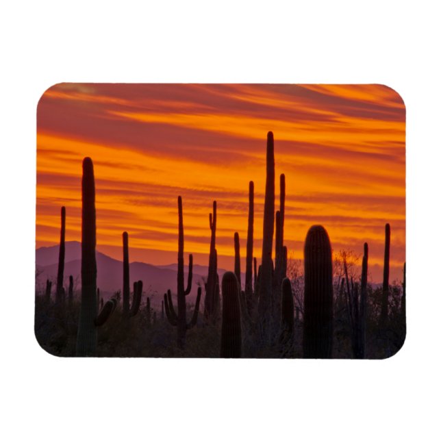 Saguaro, solnedgång, Saguaro nationalpark Magnet (Horisontell)