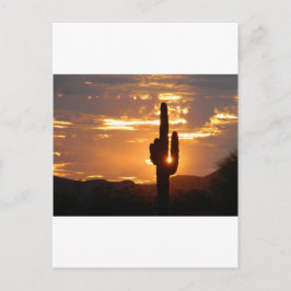Saguaro-strålar Vykort