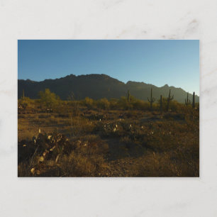 Saguaro Sunrise i Saguaro nationalpark Vykort