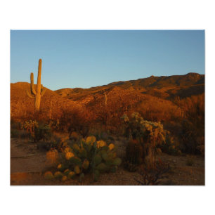 Saguaro Sunset I Arizona Desert liggande Fototryck