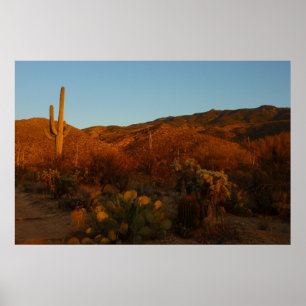 Saguaro Sunset I Arizona Desert liggande Poster