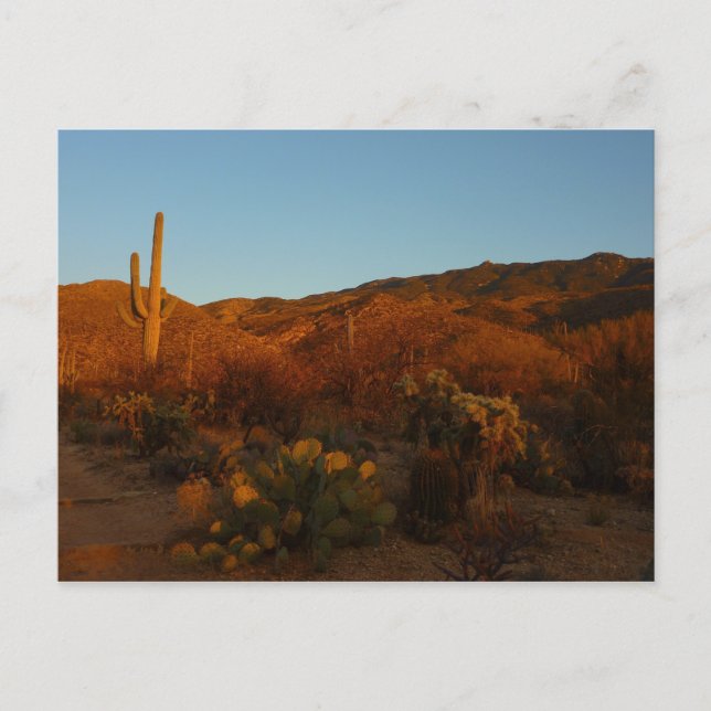 Saguaro Sunset I Arizona Desert liggande Vykort (Framsida)