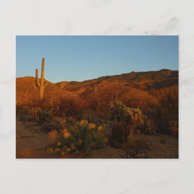 Saguaro Sunset I Arizona Desert liggande Vykort (Framsida)