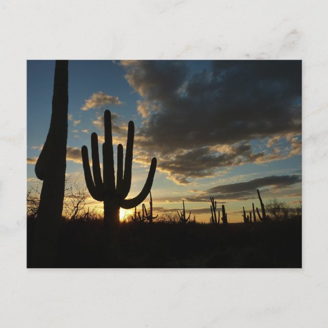 Saguaro Sunset II Arizona Desert liggande Vykort (Framsida)