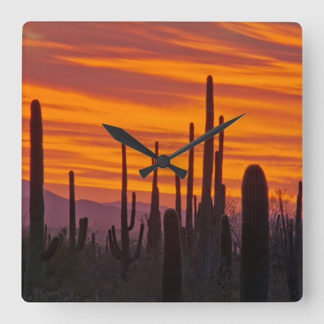 Saguaro, sunset, Saguaros nationalpark Fyrkantig Klocka (Framsida)