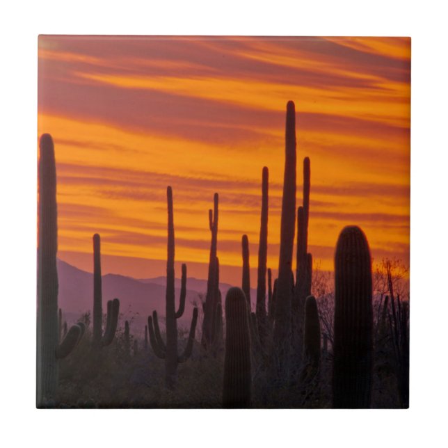 Saguaro, sunset, Saguaros nationalpark Kakelplatta (Framsidan)