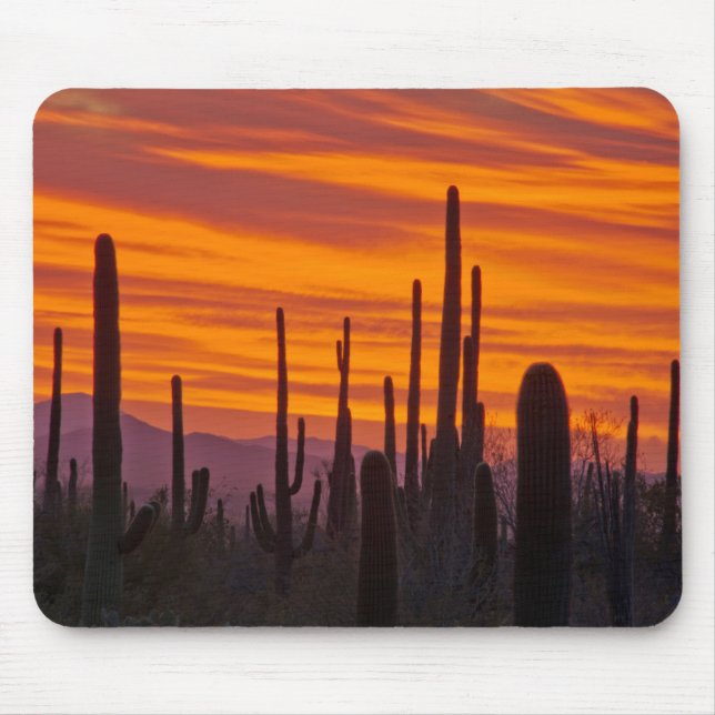 Saguaro, sunset, Saguaros nationalpark Musmatta (Framsidan)
