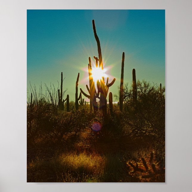 Saguaro Sunstar Poster (Framsidan)