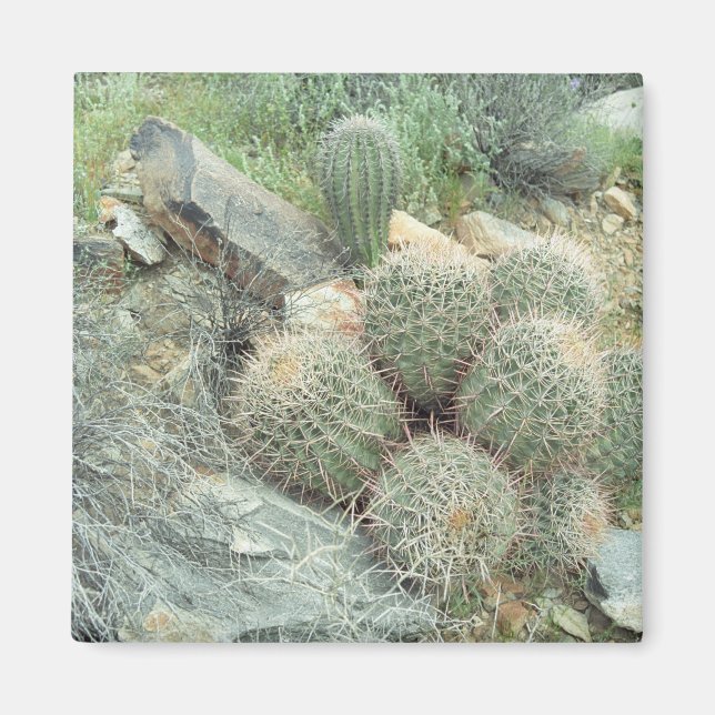 Saguaro Swirl Cactus Refrigerator Gift Magnet (Framsidan)