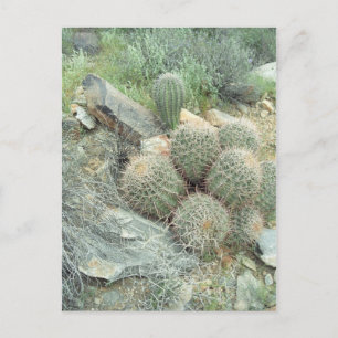 Saguaro Swirl Cactus Sonora Arizona Fotovykort Vykort
