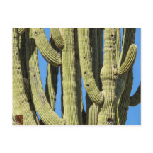 Saguaro-vykort