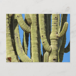 Saguaro-vykort Vykort