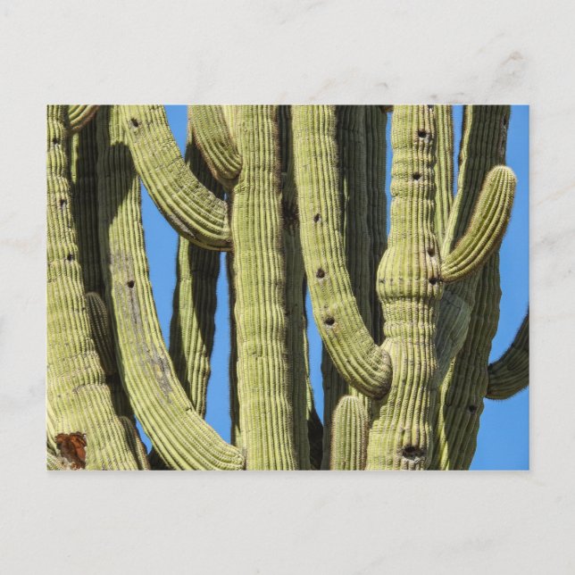 Saguaro-vykort Vykort (Framsida)